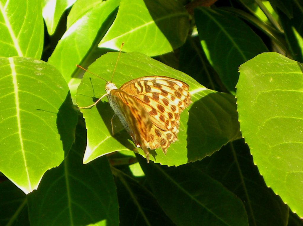 Argynnis paphia (Nymphalidae), femmina